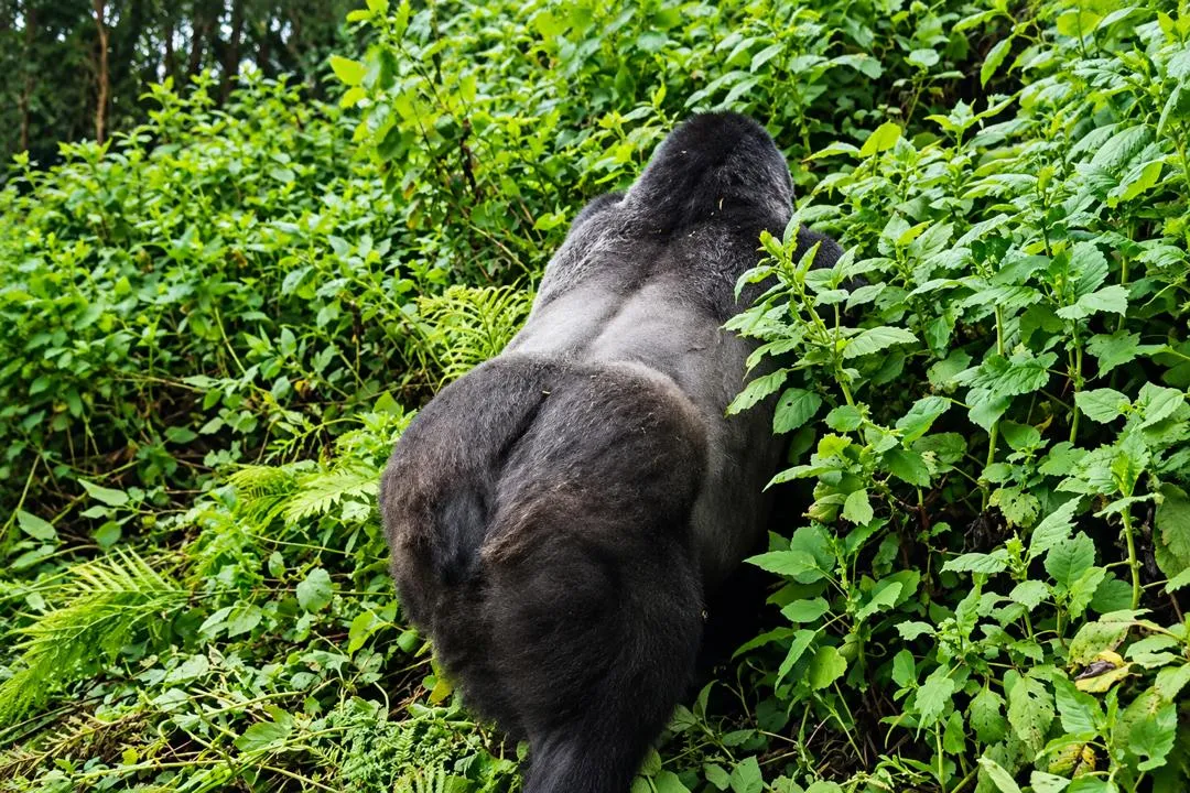 Volcanoes National Park Rwanda wildlife