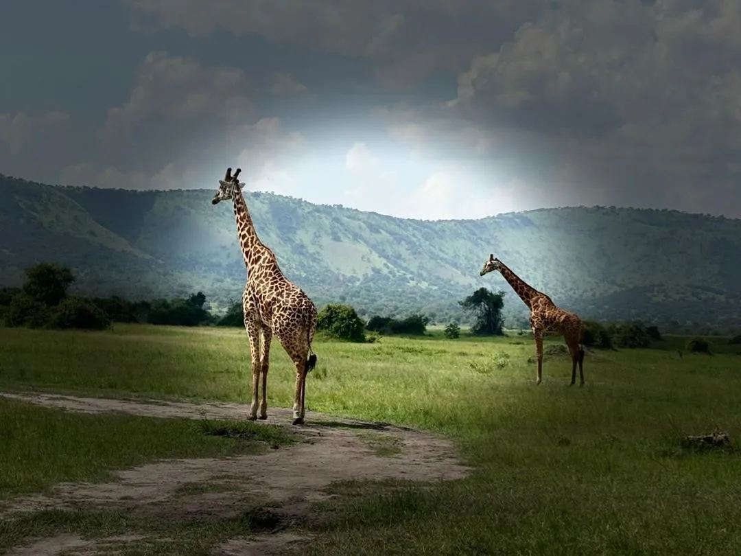 Giraffe at Akagera National Park Rwanda