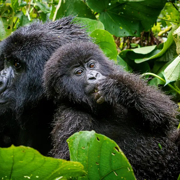 Gorilla trekking Rwanda travel package