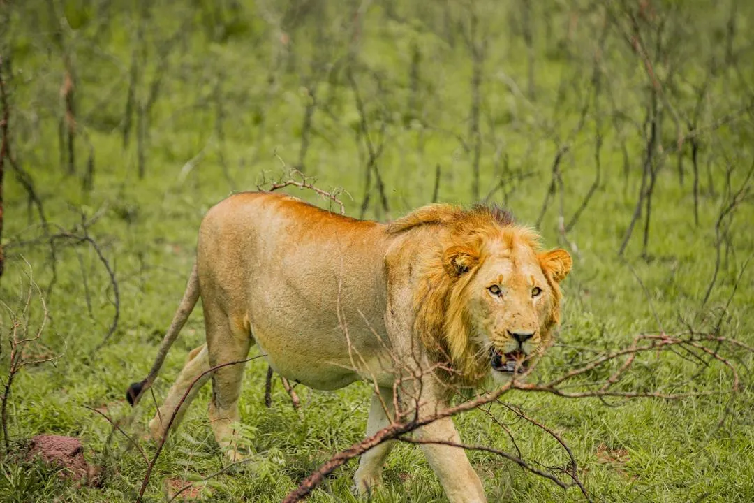 Lion wildlife safari in Rwanda