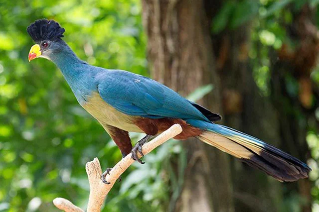 Rwanda Birdwatching Experience in Rwanda