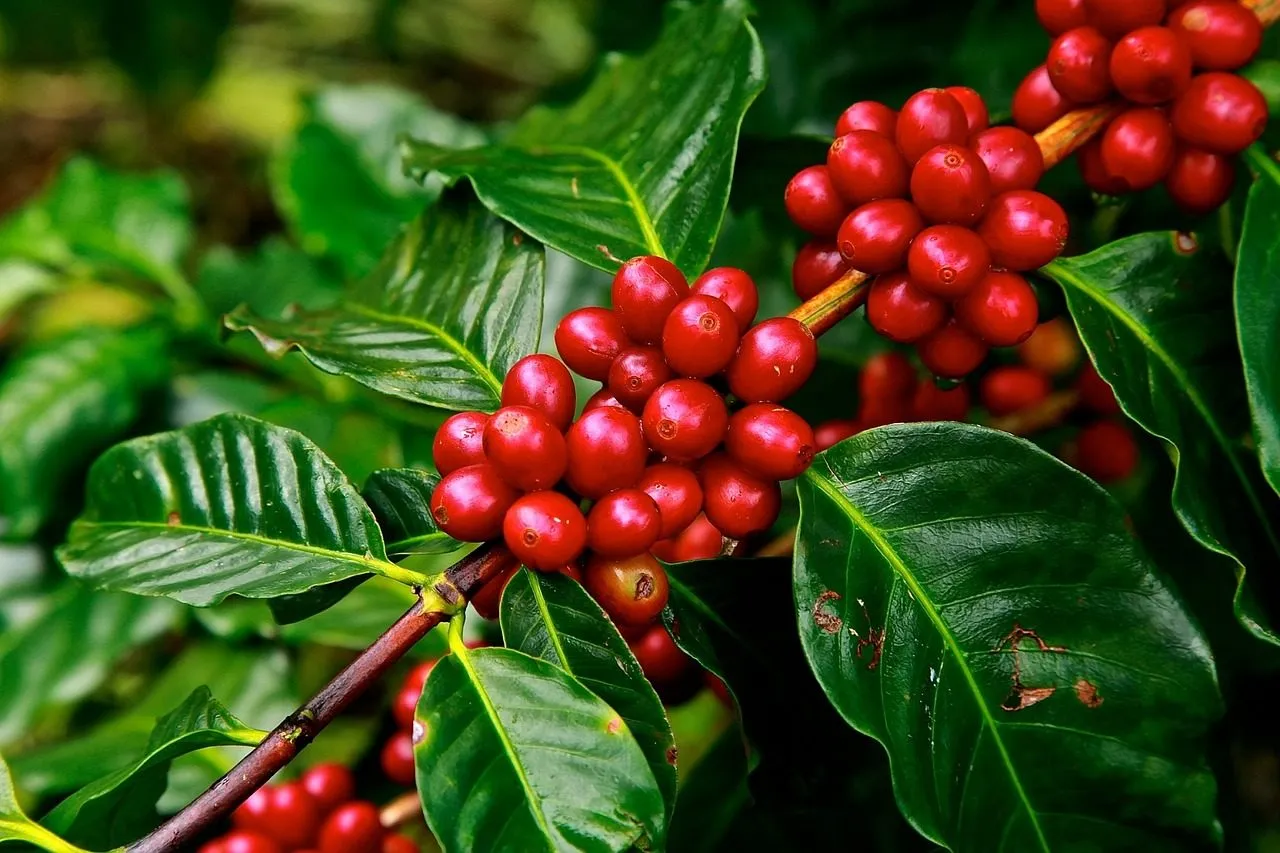 Rwanda Coffee Experience