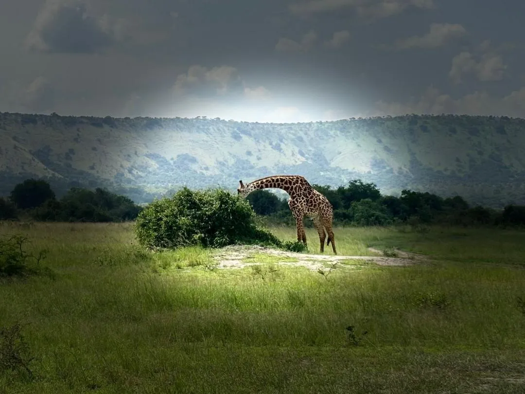Zebra safari experience in Rwanda