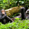 Nyungwe 100x100