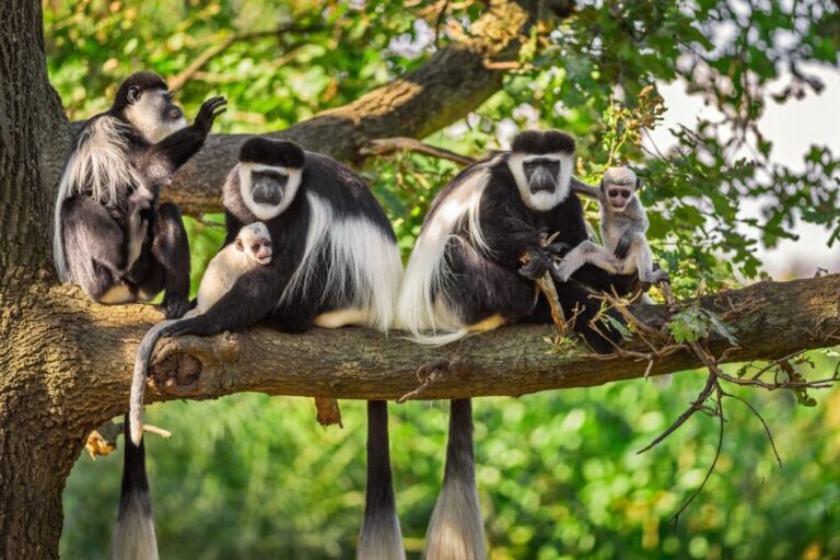 Monkey Trekking In Nyungwe National Park 768x512