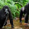 Bwindi Impenetrable National Park 100x100