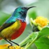 Regal Sunbird2 947x450 1 100x100