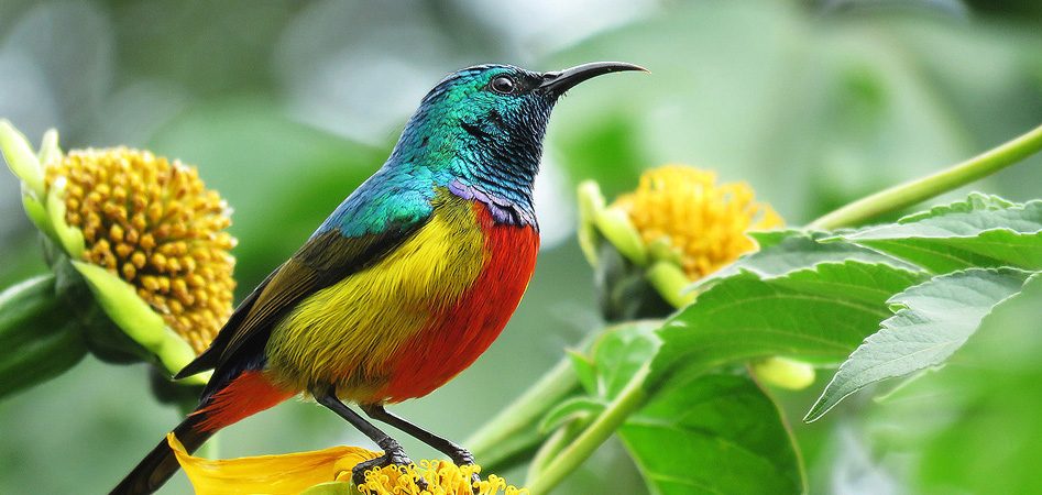 Regal Sunbird2 947x450 1