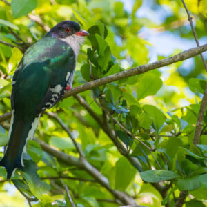 5 Days Wildlife Safari in Kenya – Travel Miles