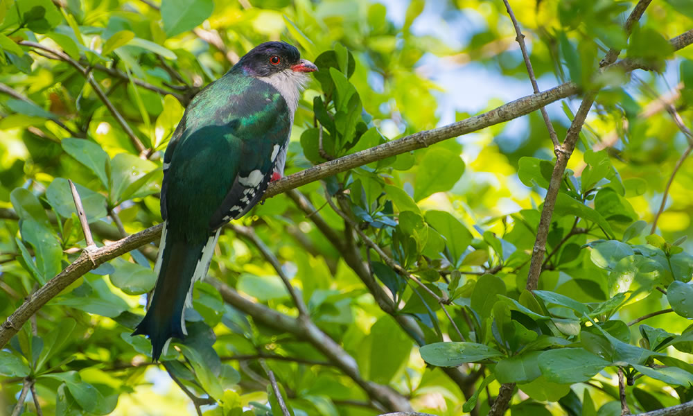 Birding