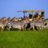 Serengeti Safaris Tanzania Wildlife Adventures 100x100