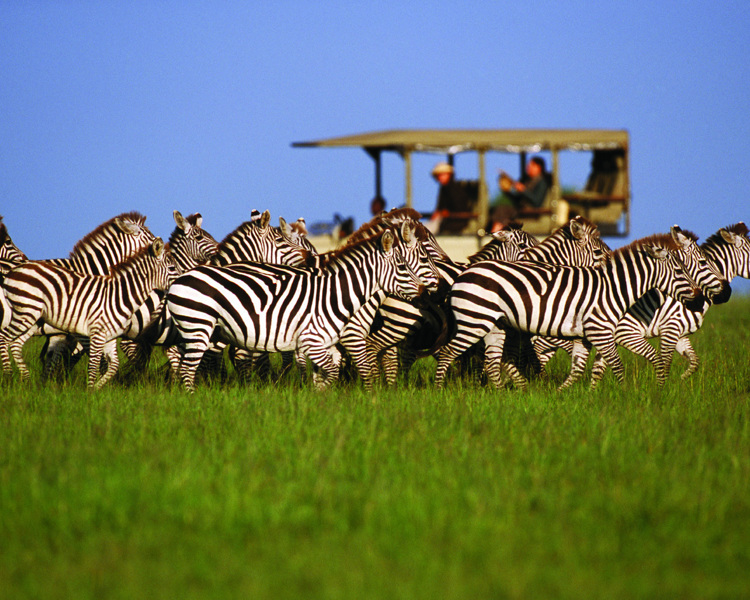 Serengeti Safaris Tanzania Wildlife Adventures