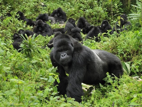 4-days-Gorilla-trekking-tour-Rwanda-mountain-Climbing_600x450 1-Day Gorilla Trekking in Bwindi Impenetrable National Park – Uganda - Image 2