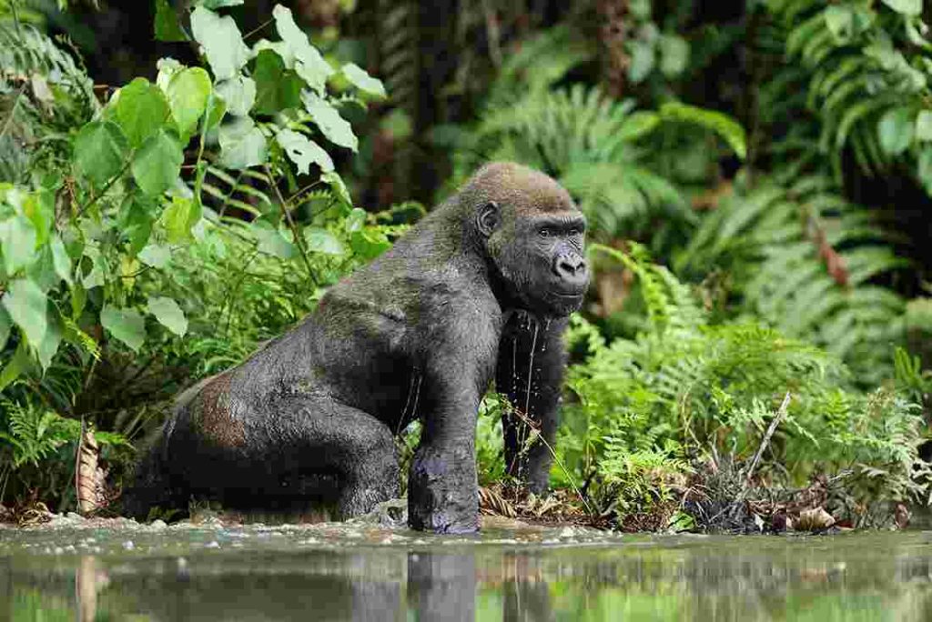 Eastern-Lowland-Gorilla-Trekking 4-Day Primate Expedition: Eastern lowland Gorilla Trekking