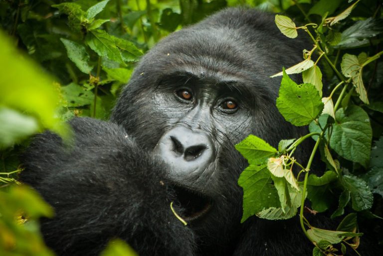 bwindi-gorilla-trek-1-768x515 1-Day Gorilla Trekking in Bwindi Impenetrable National Park – Uganda