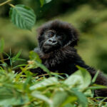 Gorilla 150x150