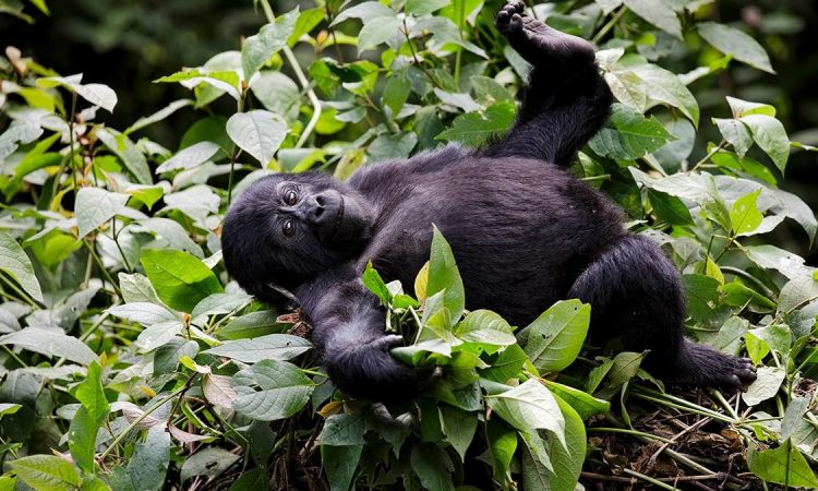 gorilla-trekking-in-Congo-1200x675-750x450