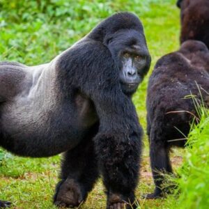 Rwandan Tours