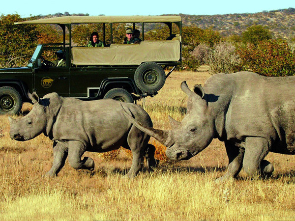 large_Africa-Botswana-Namibia-4-game-drive Visit big 4 in Our country namibia - Image 2