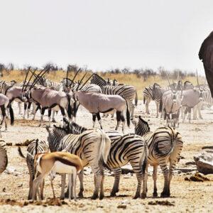 Tanzania Tours