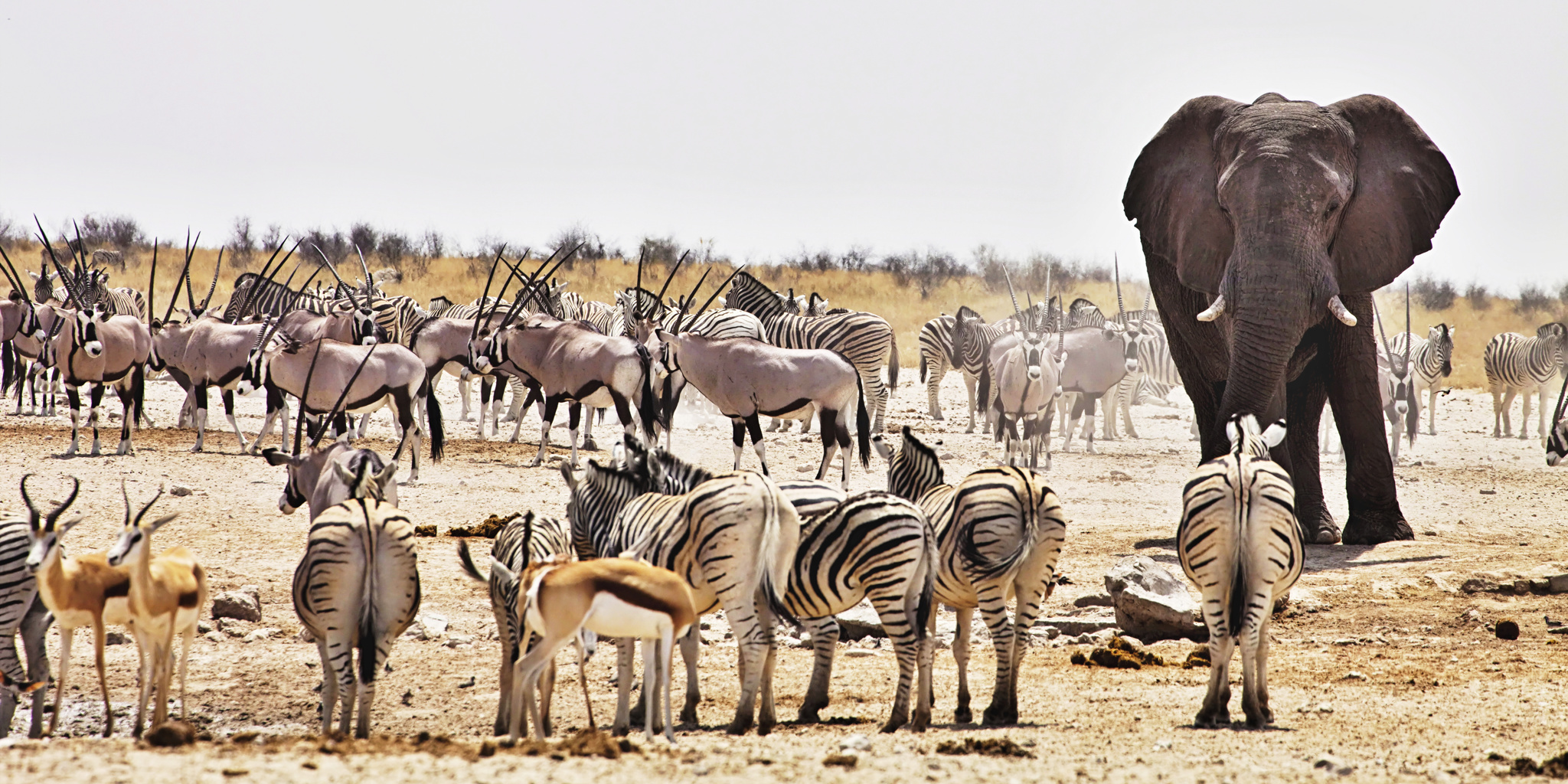 shutterstock_338336159 Visit big 4 in Our country namibia