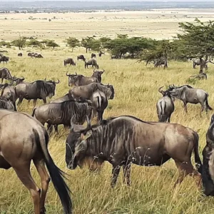 Kenyan Tours